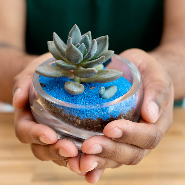 indoor succulent terrarium kit The Works Seattle Succulent Terrariums Kit | made In Washington