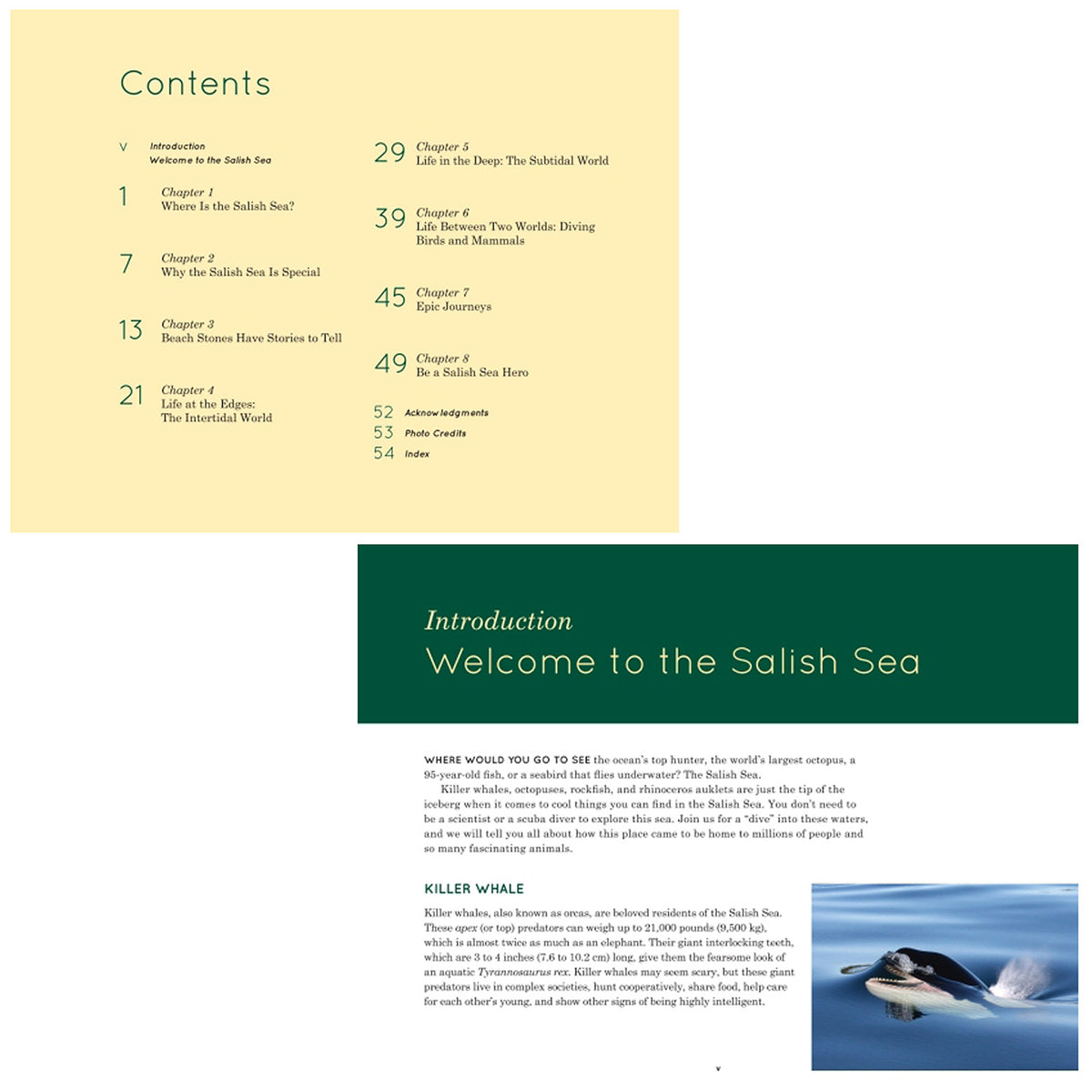 Explore the Salish Sea Made In Washington Nature Guide for Kids