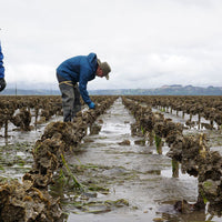 Ekone Oyster Company