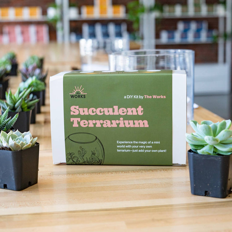 plant terrarium kits for sale The Works Seattle Succulent Terrariums Kit | made In Washington