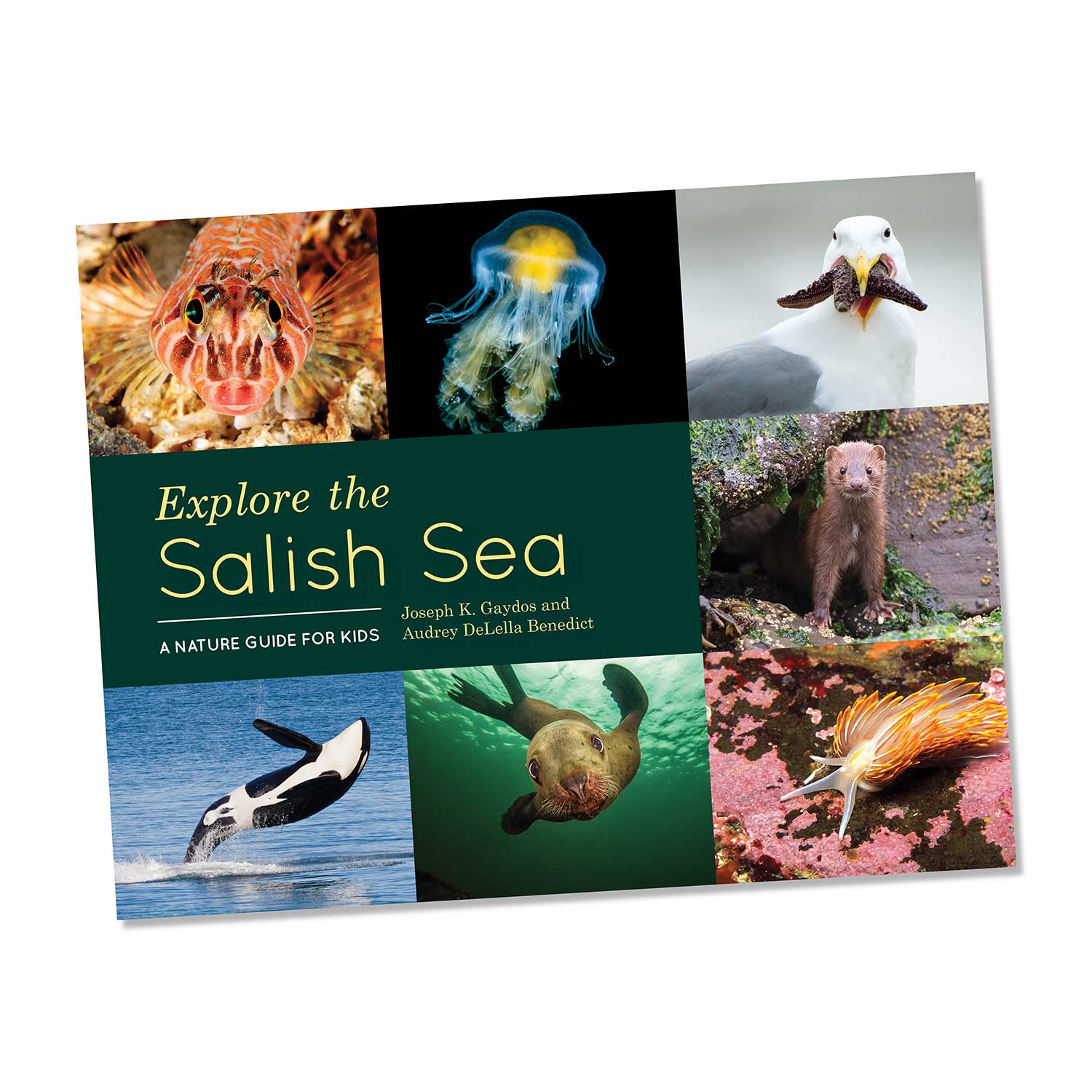 Explore the Salish Sea | Made In Washington | Nature Guide for Kids