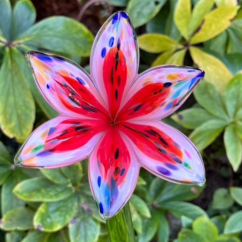 Hand-blown red glass lily flower with speckled multicolored petals on a green glass stem by Island Art Glass.