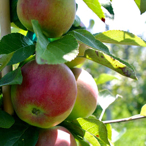 Genuine Skagit Valley | Made In Washington | Savor Skagit Food Gift Box | Sauk Farm Dried Apples