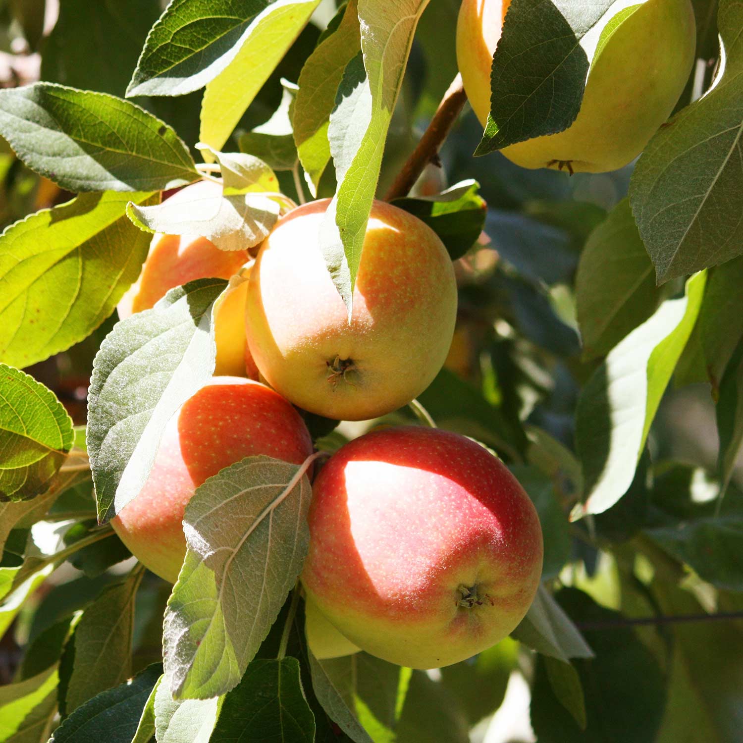 Washington Honey Crisp Apples – 38# – YourFreshestFood